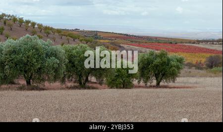 Cariñena (Carignan) ist die Hauptstadt der Comarca Campo de Cariñena. Sie ist bekannt für ihren Wein und die Cariñena-Traube, der sie ihren Namen gab. Stockfoto