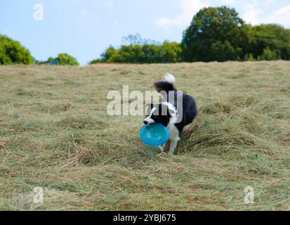 Border Collie Hund, spielt im Heu auf einem Feld auf geschnittenem Gras mit einem Frisbee Spielzeug im Mund Stockfoto