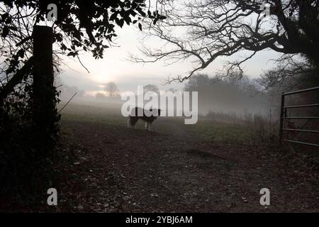 Frostiger, nebeliger Morgen mit schwarz-weißem Hund, der in einem offenen Tor auf einem Feld steht. Reife Bäume, schlechte Sicht über das Feld Stockfoto