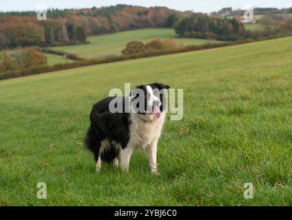 Border Collie Hund auf einem Bauernhof, der auf einem großen, abfallenden Feld steht, mit der Zunge nach außen, mit einer weitreichenden Landschaft dahinter Stockfoto