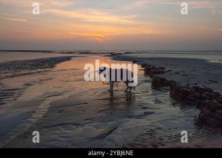 Border Collie Hund, der an einem Strand steht und zum Meer blickt, mit einem Ball im Mund, der bei Sonnenaufgang aufgenommen wurde. Strand und Felsenpools mit schwarzem und weißem Hund Stockfoto