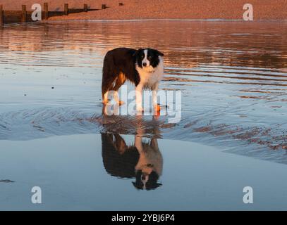 Border Collie Hund, schwarz-weiß, stehend auf dem Sand am Strand mit Spiegelspiegelung im Felsenpool. Goldener Sonnenschein am frühen Morgen am Hund und am Strand Stockfoto