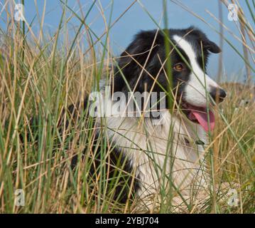 SONY DSC Head Shot Profil eines Border Collie, der an einem sonnigen Tag in langem Gras am Strand liegt. Stockfoto