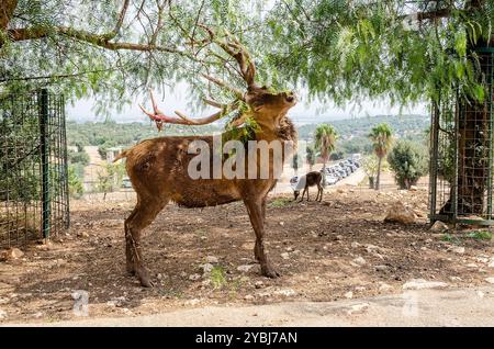 Idillische Ansicht eines Reh kratzenden Augen mit einem Zweig im Wald geschlossen Stockfoto