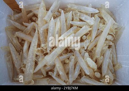 Fischblasen werden für den Verkauf vorbereitet. Stockfoto
