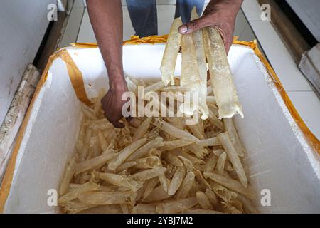 Fischblasen werden für den Verkauf vorbereitet. Stockfoto