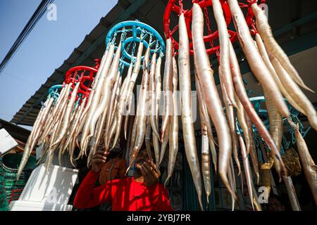 Fischblasen werden für den Verkauf vorbereitet. Stockfoto
