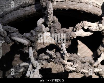 Ein Traktor Reifen mit Ketten für Schlamm. Die Details der Räder und Reifen des landwirtschaftlichen Fahrzeugs. Ausgestattet mit Reifenketten zum Einfahren von Schlamm Stockfoto