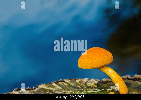 Kleiner orangener Pilz auf dem Stamm eines Baumes im Herbst, Hintergrund für Design Stockfoto