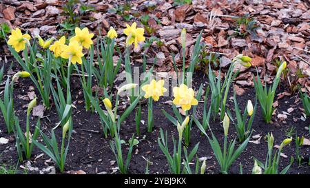 Schöne gelbe Narzissen wachsen in einem Bett, das mit geschredderter Rinde gemulcht ist. Narzissen blühen im Frühling Stockfoto