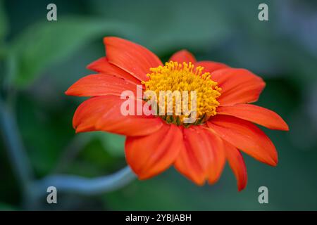 Schöne Blumen in Ho Chi Minh City Park, Vietnam Stockfoto