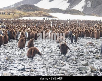 Königspinguine und Küken (Aptenodytes patagonicus), Fortuna Bay, Südgeorgien Stockfoto