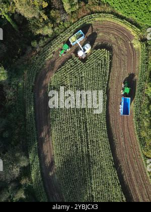 Garlieston, Wigtownshire, Schottland – Wetter in Großbritannien – Samstag, 19. Oktober 2024 – die Bauern ernten die letzte Maisernte an einem sonnigen Tag in Garlieston Südwesten Schottlands vor der bevorstehenden Ankunft des Sturms Ashley, der morgen sehr starke Winde in den Westen Schottlands bringen wird – Foto Steven May / Alamy Live News Stockfoto