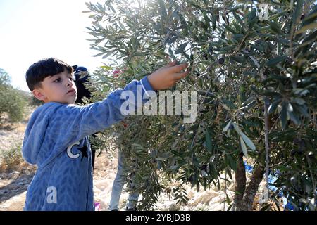 Palästinensische Familie pflückt ihre Oliven während der Erntezeit auf einem Feld in der Nähe der umstrittenen israelischen Trennung palästinensische Familie pflückt ihre Oliven während der Erntezeit auf einem Feld in der Nähe der umstrittenen israelischen Trennmauer im Dorf Beit AWWA westlich der Stadt Hebron in der besetzten Westbank am 19. Oktober 2024. Viele Jahre lang benötigten Palästinenser aus Dörfern, deren Ländereien abgetrennt wurden, als Israel 2002 mit dem Bau der Barriere begann, eine spezielle Armeegenehmigung, um ihre Ernten auf der anderen Seite der Mauer zu ernten, was jetzt wegen der andauernden Kämpfe zwischen Israel nicht erlaubt ist Stockfoto