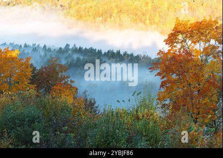 Aus der Vogelperspektive der farbenfrohen roten, orangen und gelben Bäume eines Waldes und Flusses in einem Morgennebel Stockfoto