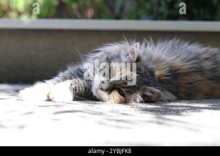 calico und weiße Katze im Freien mit grünen Pflanzen Garten Pelz Langhaar Stockfoto