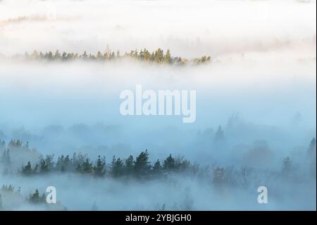 Herbsthintergrund mit Pinienwäldern in weißem Nebel, Gauja Nationalpark Sigulda, Lettland Stockfoto