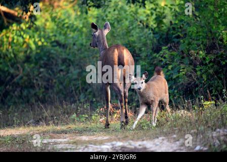 Sambarhirsch mit Kitz (Baby), Wildlife bhopal India Stockfoto