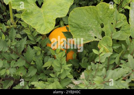 Ein Kürbis unter Blättern, die ihn teilweise bedecken. Die orangefarbene Oberfläche der Frucht bildet einen Kontrast zu den grünen Blättern, wodurch eine natürliche, gemütliche Szene entsteht, in der der Kürbis aussieht, als wäre er im Gras versteckt. Stockfoto