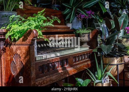 Alte Vintage-Orgel mit verschiedenen grünen Hauspflanzen Stockfoto