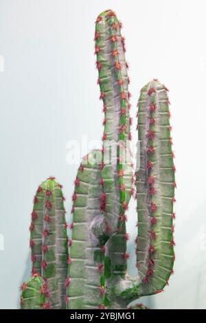 "Ein hoher Kaktus der Kathedrale Stockfoto