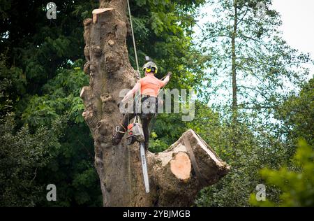 Edinburgh, Großbritannien - 29. Mai 2024. Baumchirurg, der ein Seil und Gurtzeug beim Fällen eines Baumes in einem Park in Edinburgh, Großbritannien, verwendet Stockfoto