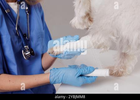 Nahaufnahme einer Tierärztin, die die verletzte Vorderpfote des ruhigen West Highland White Terrier behandelt. Professionelle Tierärztin, die Hundepfote mit WHO verbindet Stockfoto