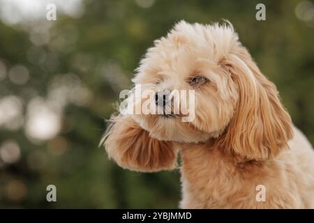 Porträt von niedlichem braunem Hundespudel im Wind im Park, starker Wind, wartet auf den Besitzer Stockfoto