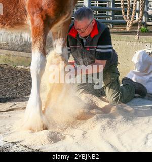 Ayr, Großbritannien. Oktober 2024. Die Kilmarnock Clydesdale Foal Annual Show fand auf dem Ayr Cattle Market in Ayr, Ayrshire, Großbritannien statt, an dem mehr als 20 Clydesdale Fohlen teilnahmen. Die Wettbewerber kamen aus ganz Schottland, um an einer bedeutenden Fohlen-Show im Kalender der Gesellschaft teilzunehmen. Quelle: Findlay/Alamy Live News Stockfoto