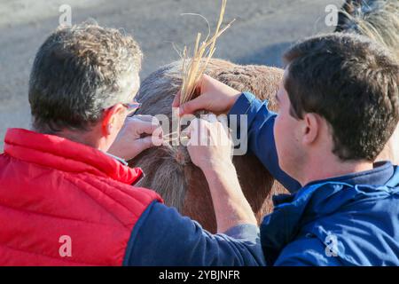 Ayr, Großbritannien. Oktober 2024. Die Kilmarnock Clydesdale Foal Annual Show fand auf dem Ayr Cattle Market in Ayr, Ayrshire, Großbritannien statt, an dem mehr als 20 Clydesdale Fohlen teilnahmen. Die Wettbewerber kamen aus ganz Schottland, um an einer bedeutenden Fohlen-Show im Kalender der Gesellschaft teilzunehmen. Quelle: Findlay/Alamy Live News Stockfoto