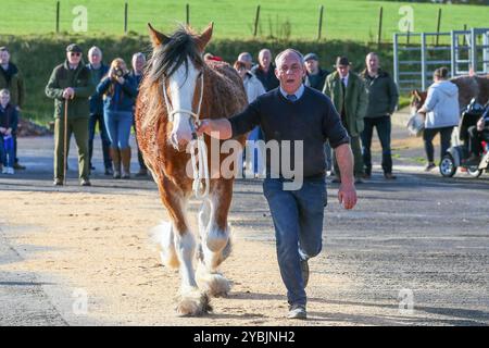 Ayr, Großbritannien. Oktober 2024. Die Kilmarnock Clydesdale Foal Annual Show fand auf dem Ayr Cattle Market in Ayr, Ayrshire, Großbritannien statt, an dem mehr als 20 Clydesdale Fohlen teilnahmen. Die Wettbewerber kamen aus ganz Schottland, um an einer bedeutenden Fohlen-Show im Kalender der Gesellschaft teilzunehmen. Quelle: Findlay/Alamy Live News Stockfoto