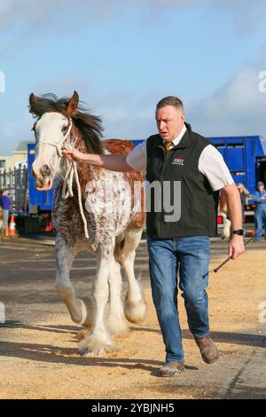 Ayr, Großbritannien. Oktober 2024. Die Kilmarnock Clydesdale Foal Annual Show fand auf dem Ayr Cattle Market in Ayr, Ayrshire, Großbritannien statt, an dem mehr als 20 Clydesdale Fohlen teilnahmen. Die Wettbewerber kamen aus ganz Schottland, um an einer bedeutenden Fohlen-Show im Kalender der Gesellschaft teilzunehmen. Quelle: Findlay/Alamy Live News Stockfoto