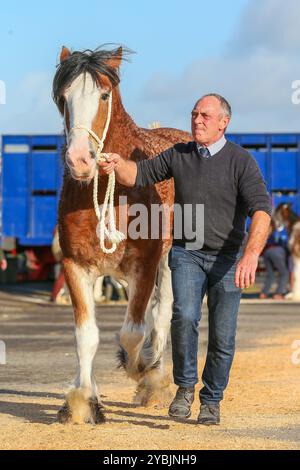 Ayr, Großbritannien. Oktober 2024. Die Kilmarnock Clydesdale Foal Annual Show fand auf dem Ayr Cattle Market in Ayr, Ayrshire, Großbritannien statt, an dem mehr als 20 Clydesdale Fohlen teilnahmen. Die Wettbewerber kamen aus ganz Schottland, um an einer bedeutenden Fohlen-Show im Kalender der Gesellschaft teilzunehmen. Quelle: Findlay/Alamy Live News Stockfoto