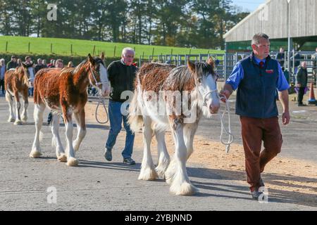 Ayr, Großbritannien. Oktober 2024. Die Kilmarnock Clydesdale Foal Annual Show fand auf dem Ayr Cattle Market in Ayr, Ayrshire, Großbritannien statt, an dem mehr als 20 Clydesdale Fohlen teilnahmen. Die Wettbewerber kamen aus ganz Schottland, um an einer bedeutenden Fohlen-Show im Kalender der Gesellschaft teilzunehmen. Quelle: Findlay/Alamy Live News Stockfoto