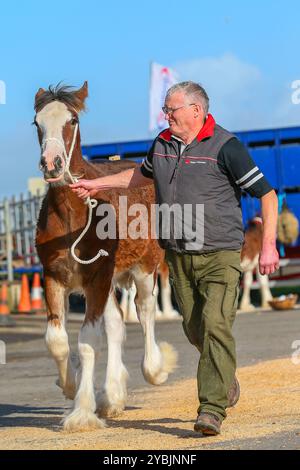 Ayr, Großbritannien. Oktober 2024. Die Kilmarnock Clydesdale Foal Annual Show fand auf dem Ayr Cattle Market in Ayr, Ayrshire, Großbritannien statt, an dem mehr als 20 Clydesdale Fohlen teilnahmen. Die Wettbewerber kamen aus ganz Schottland, um an einer bedeutenden Fohlen-Show im Kalender der Gesellschaft teilzunehmen. Quelle: Findlay/Alamy Live News Stockfoto