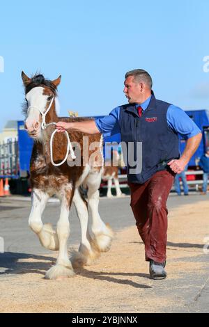 Ayr, Großbritannien. Oktober 2024. Die Kilmarnock Clydesdale Foal Annual Show fand auf dem Ayr Cattle Market in Ayr, Ayrshire, Großbritannien statt, an dem mehr als 20 Clydesdale Fohlen teilnahmen. Die Wettbewerber kamen aus ganz Schottland, um an einer bedeutenden Fohlen-Show im Kalender der Gesellschaft teilzunehmen. Quelle: Findlay/Alamy Live News Stockfoto