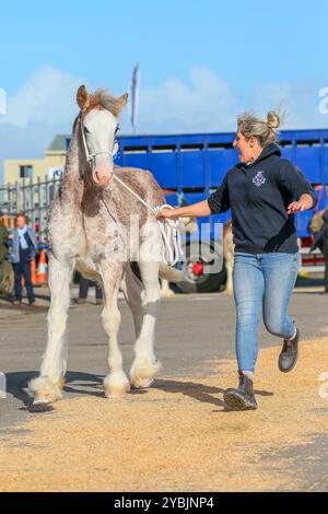 Ayr, Großbritannien. Oktober 2024. Die Kilmarnock Clydesdale Foal Annual Show fand auf dem Ayr Cattle Market in Ayr, Ayrshire, Großbritannien statt, an dem mehr als 20 Clydesdale Fohlen teilnahmen. Die Wettbewerber kamen aus ganz Schottland, um an einer bedeutenden Fohlen-Show im Kalender der Gesellschaft teilzunehmen. Quelle: Findlay/Alamy Live News Stockfoto