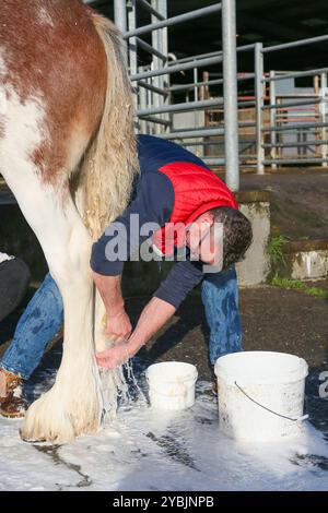 Ayr, Großbritannien. Oktober 2024. Die Kilmarnock Clydesdale Foal Annual Show fand auf dem Ayr Cattle Market in Ayr, Ayrshire, Großbritannien statt, an dem mehr als 20 Clydesdale Fohlen teilnahmen. Die Wettbewerber kamen aus ganz Schottland, um an einer bedeutenden Fohlen-Show im Kalender der Gesellschaft teilzunehmen. Quelle: Findlay/Alamy Live News Stockfoto