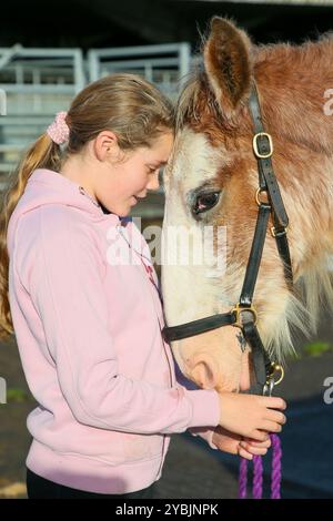 Ayr, Großbritannien. Oktober 2024. Die Kilmarnock Clydesdale Foal Annual Show fand auf dem Ayr Cattle Market in Ayr, Ayrshire, Großbritannien statt, an dem mehr als 20 Clydesdale Fohlen teilnahmen. Die Wettbewerber kamen aus ganz Schottland, um an einer bedeutenden Fohlen-Show im Kalender der Gesellschaft teilzunehmen. Quelle: Findlay/Alamy Live News Stockfoto