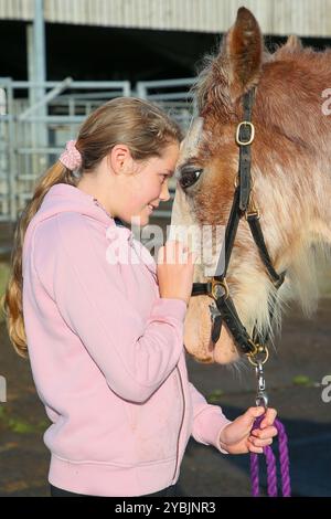 Ayr, Großbritannien. Oktober 2024. Die Kilmarnock Clydesdale Foal Annual Show fand auf dem Ayr Cattle Market in Ayr, Ayrshire, Großbritannien statt, an dem mehr als 20 Clydesdale Fohlen teilnahmen. Die Wettbewerber kamen aus ganz Schottland, um an einer bedeutenden Fohlen-Show im Kalender der Gesellschaft teilzunehmen. Quelle: Findlay/Alamy Live News Stockfoto