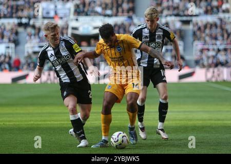 Newcastle United's Lewis Hall und Newcastle United's Anthony Gordon schließen Brighton und Hove Albions Georginio Rutter während des Premier League-Spiels zwischen Newcastle United und Brighton und Hove Albion am Samstag, den 19. Oktober 2024, im St. James's Park in Newcastle. (Foto: Michael Driver | MI News) Credit: MI News & Sport /Alamy Live News Stockfoto