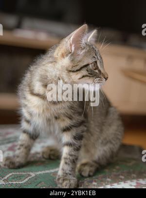 Ein junges Tabby-Kätzchen sitzt drinnen und blickt aufmerksam seitwärts Stockfoto