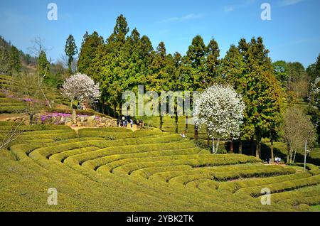 Boseong ist ein County in der südkoreanischen Provinz South Jeolla. Boseong ist berühmt für seine grünen Teeblätter, mit 26,71 Hektar Land. Stockfoto