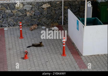 Mehrere Katzen entspannen sich auf einem gemusterten Bürgersteig in einem Innenhof und genießen die Wärme der Sonne, während sie von farbenfrohen Barrieren und einer Steinmauer umgeben sind. Stockfoto