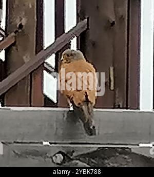 Rock Kestrel (Falco rupicolus) Aves Stockfoto