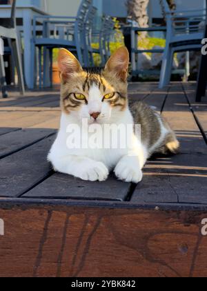 Ein kurioses Tabby Cat Lounges befindet sich bequem auf einer Holzterrasse in der Nähe von Essbereichen im Freien in der Nachmittagssonne Stockfoto