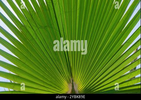 Das Sonnenlicht filtert durch das breite, fächerförmige Palmenblatt, das seine satte grüne Farbe beleuchtet und die detaillierten Strukturen und Adern hervorhebt, die die Kreation bilden Stockfoto