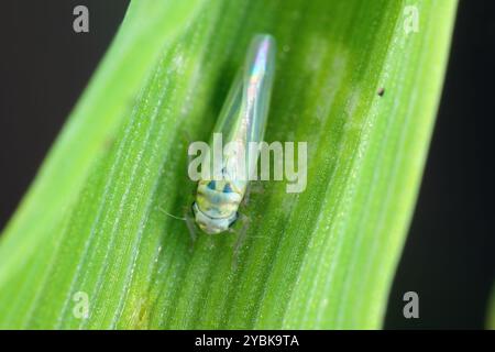 Winziges Insekt, Maisblattbehälter, Zyginidia scutellaris, Schädling der Maisernte. Insekten auf Wintergerste im Herbst. Stockfoto