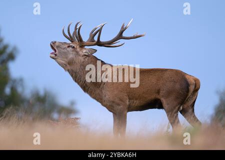 Rothirsch (Cervus elaphus), der nach seinen Hintern brüllt Stockfoto