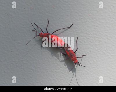 (Leptocoris vicinus) Insecta Stockfoto